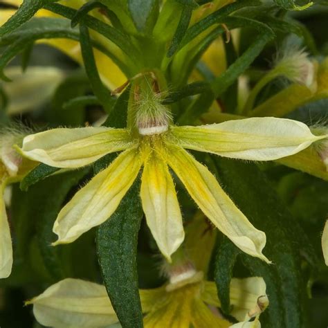 Scaevola Aemula Bombay Yellow Fan Flower Garden Center Marketing