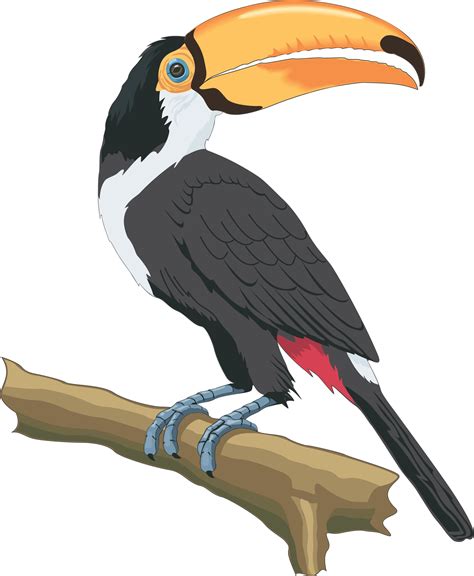Toucan Clipart Realistic Toucan Realistic Transparent Free For