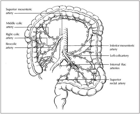 The Regional Lymph Nodes For Colon And Rectum Used With Permission Of