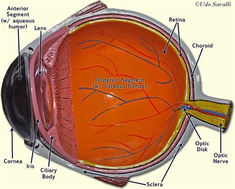 Eye Model Labeled Bing Images Biology Pinterest Anatomy Eye