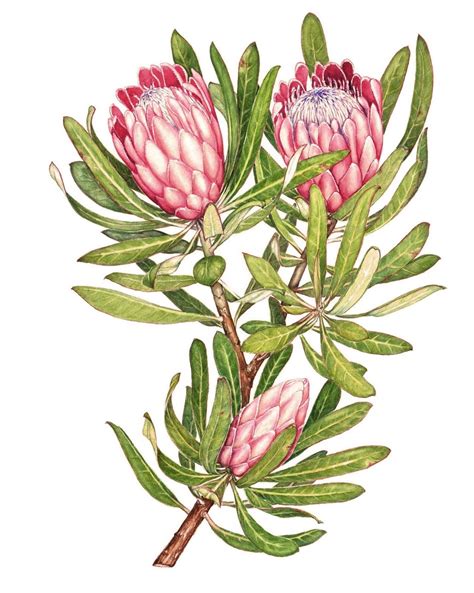 Proteas By Heidi Siebrits Kriel Botanical Art Botanical Drawings