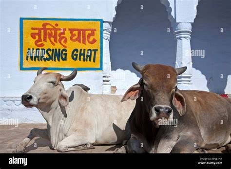 Vacas sagradas india fotografías e imágenes de alta resolución Alamy