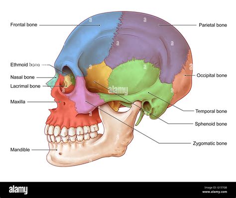 Lateral View Of Human Skull Anatomy With Annotations