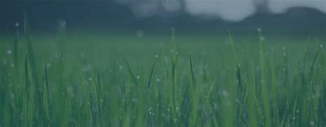 Tampa pest control and lawn care services from green solutions provides tampa, fl pest inspections, lawn pest management, insect pest control services in tampa, florida area. Total Pest Solutions Provides Termite Control, Pest ...