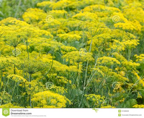 Yellow Flowers On Flowering Dill Herb Stock Image Image