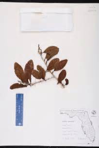 Ximenia Americana Species Page Isb Atlas Of Florida Plants