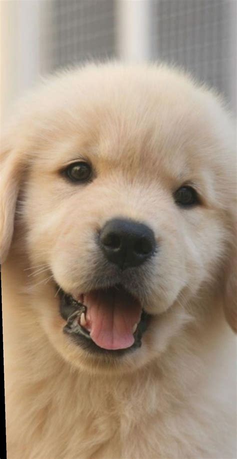 7 Cute Dogs Wallpapers Golden Retrievers Cute Dog Wallpaper Puppies