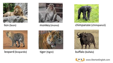 Vocabulario Inglés Los Mamíferos Y Animales Salvajes Mammals And Wild