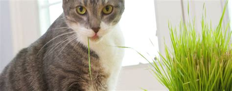 Lalu kenapa kucing makan rumput? Kenapa Kucing Makan Rumput ?? | Burok