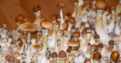 Some Known Facts About “magic Mushrooms” Psilocybin And Mental Health