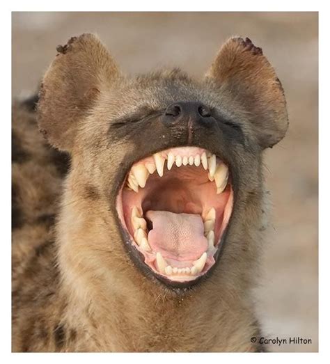 Hyena ~ This Is Why They Are Call Laughing Hyenas Animals Great