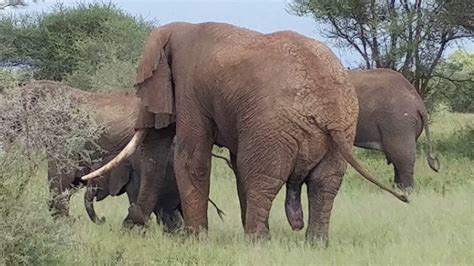 Bull Elephant After Mating In Tarangire National Park May Youtube