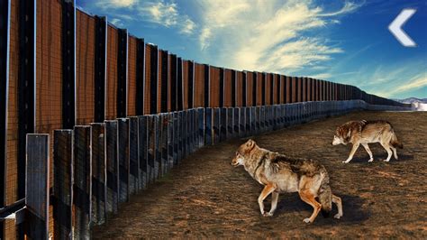 Drills can both drill (make holes) and drive (screw something in) depending on the bit, but an electric screwdriver, hence. U.S./Mexico Border Wall Puts Animals In Danger Of ...