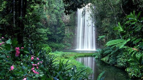 Millaa Millaa Waterfall In The Rainforest Australia Wallpaper Backiee