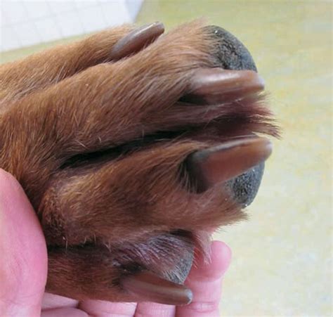 The Treatment Of Canine Atopic Dermatitis Vet Focus