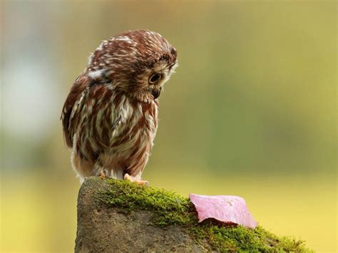 Wallpapers Funny Owl