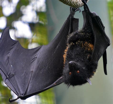Livingstone Fruit Bat Zoochat