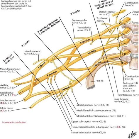 Normal Anatomy Of The Brachial Plexus Depicting The Roots Trunks