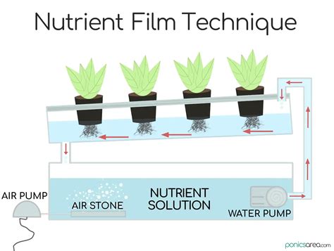 Nutrient Film Technique Hydroponic System Nft In Depth Guide