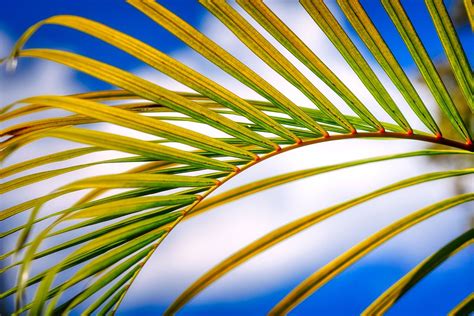 Palm Fronds Tree Leaves Free Photo On Pixabay