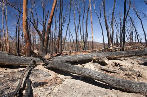 Forest Destroyed By Bush Fires Stock Image C026 1369 Science Photo Library