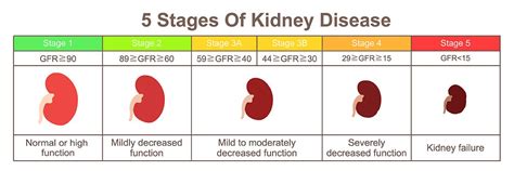 One such classification, proposed in 2005, can be divided into five stages based on. Kidney Disease: Know The Signs - SAVINGYOURDOG