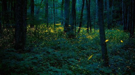 Synchronous Fireflies Illuminate The Forests Of Great Smoky Mountains
