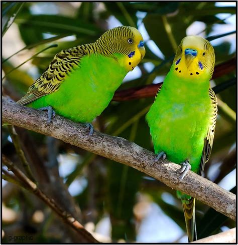 Budgerigars Parakeets Of Australia Birds Pinterest Parakeets