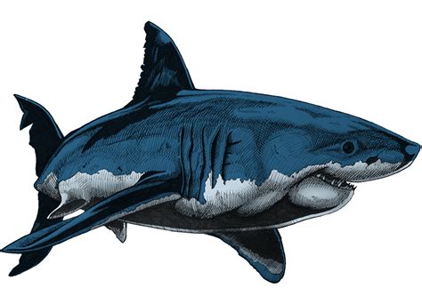Drawing a great white shark is actually fairly easy. Great white sharks against cancer - David 'Ed' Edwards