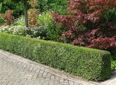 Buy English Yew Hedges Common Yew Hedging Hopes Grove Nurseries