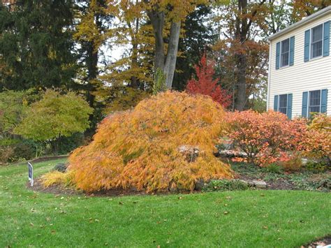 Photo Of The Fall Color Of Cutleaf Japanese Maple Acer Palmatum