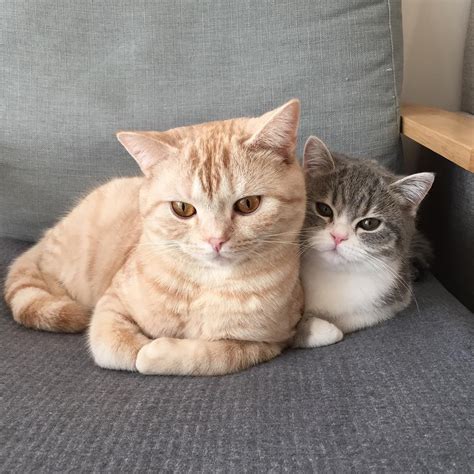 Two Cats Sitting On Top Of A Couch Next To Each Other One Looking At