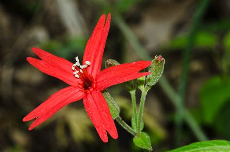 Fire Pink Silene Virginica Fire Pink Is A Wildflower In Flickr