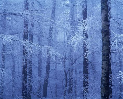 Hoar Frost In Woodland Photograph By Simon Fraserscience Photo Library