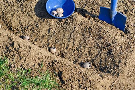 Read the plant label and space plants according to their size. How Far Apart To Plant Potatoes - Gardening Dream