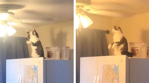 Curious Cat Tries To Hit Ceiling Fan Youtube