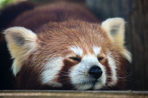 25 Cute Photographs Of Cuddly Red Pandas Light Stalking