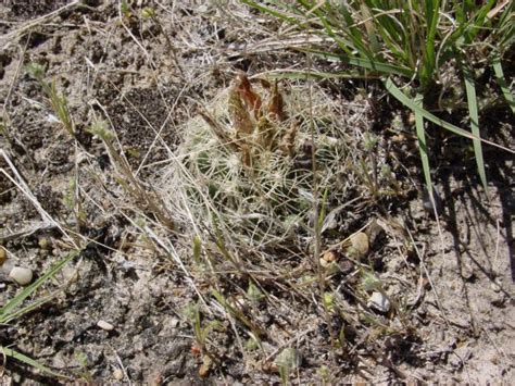 Click to view other data about this site. South Dakota Cactus - CactiGuide.com