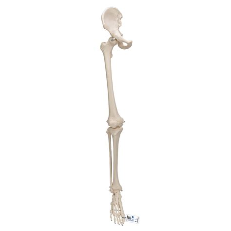 Human Leg Skeleton Model With Hip Bone 3b Smart Anatomy 1019366