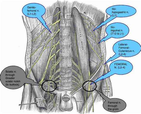Does A Pinched Nerve Cause Shoulder Pain S10 Chevrolet 2002 Sciatica