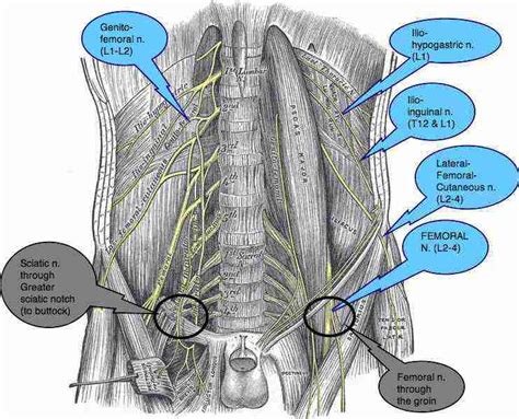 Dermatophytosis involving the stratum corneum of the skin of the groin and perianal area. Femoral Nerve and its relevance to chiropractic practice.