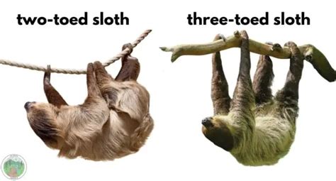 Why Do Two Toed Sloths Have Two Toes