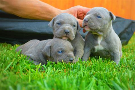 Blue brindle stripes are gray with soft fawn in between them. Five Adorable Videos of Blue Nose Pitbull Puppies