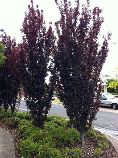 Narrow Trees For Small Yards That Pack A Punch Ornamental Trees
