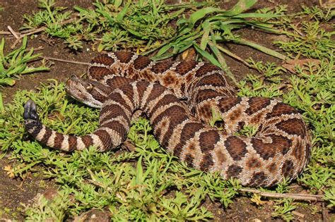 Urban Vipers 2 Western Rattlesnakes Of Osoyoos Bc Wildlife