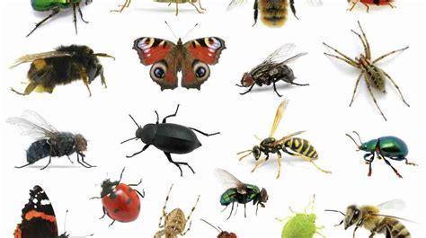 ¿cuantos Insectos Existen En El Mundo