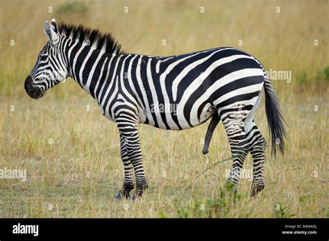 Zebra Stallion In Heat Maasai Mara Kenya Stock Photo Alamy