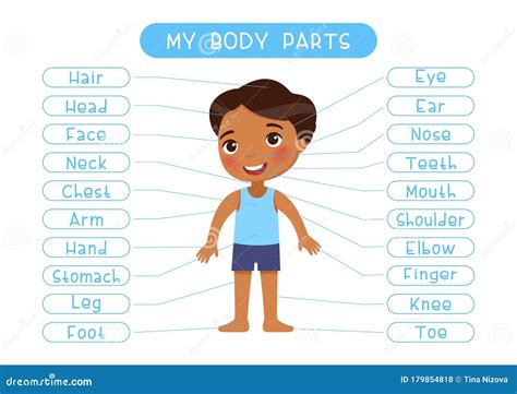 My Body Parts Educational Infographic Kids Poster Vector Template