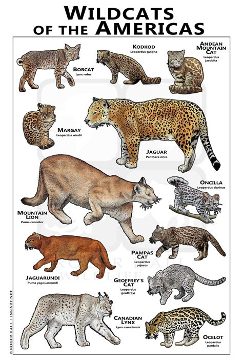One of the biggest cats in the world mostly seen in north, central and south america. Wildcats of the Americas Poster | Etsy in 2020 | Wild cats ...