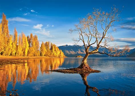 That Wanaka Tree Otago New Zealand
